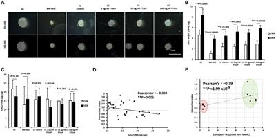 Suppression of Hypertrophy During in vitro Chondrogenesis of Cocultures of Human Mesenchymal Stem Cells and Nasal Chondrocytes Correlates With Lack of in vivo Calcification and Vascular Invasion